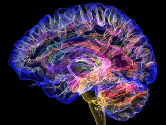 插插视频官网大脑植入物有助于严重头部损伤恢复